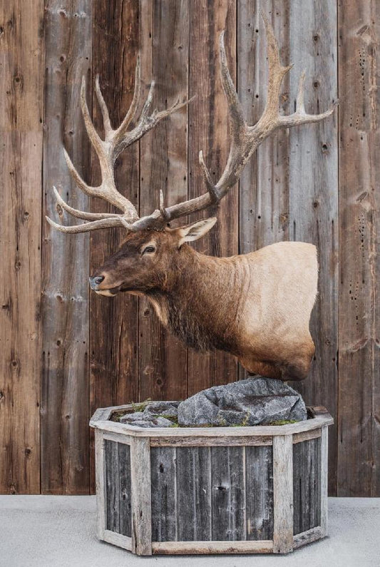 Taxidermy - 16