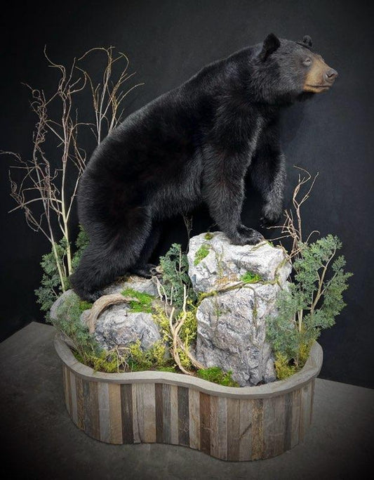 Taxidermy - 17