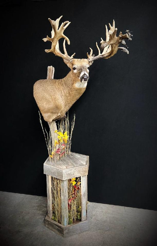 Taxidermy - 18