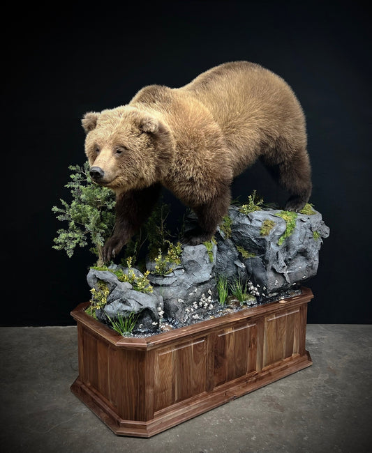 Taxidermy - 19