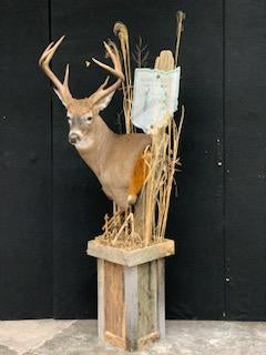 Taxidermy - 21