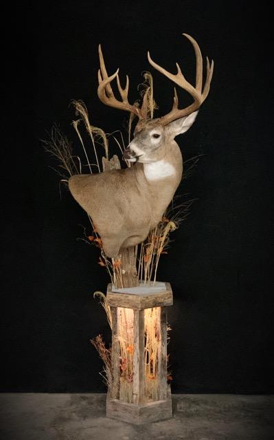 Taxidermy - 22