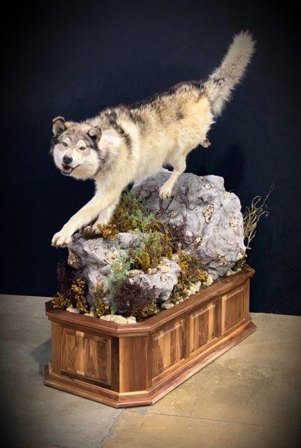 Taxidermy - 1