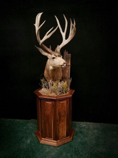 Taxidermy - 4