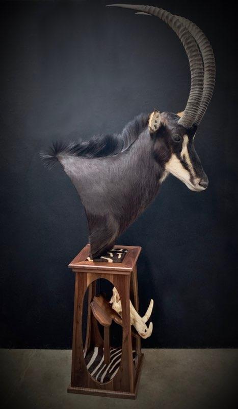 Taxidermy - 5