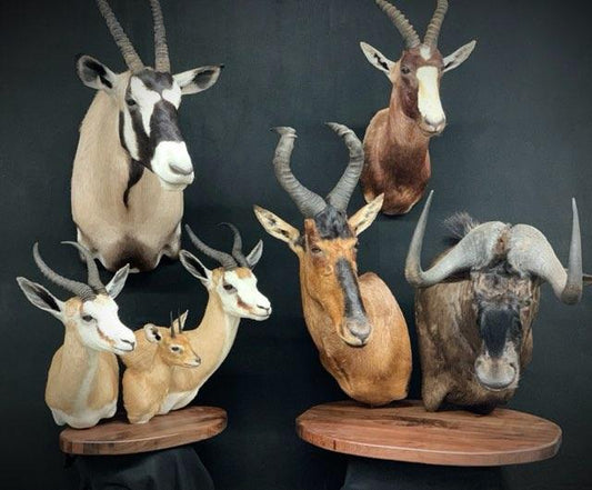 Taxidermy - 6