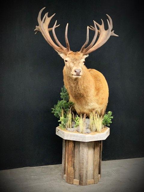Taxidermy - 7