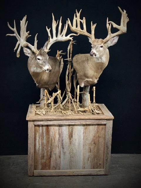 Taxidermy - 8