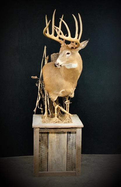 Taxidermy - 9