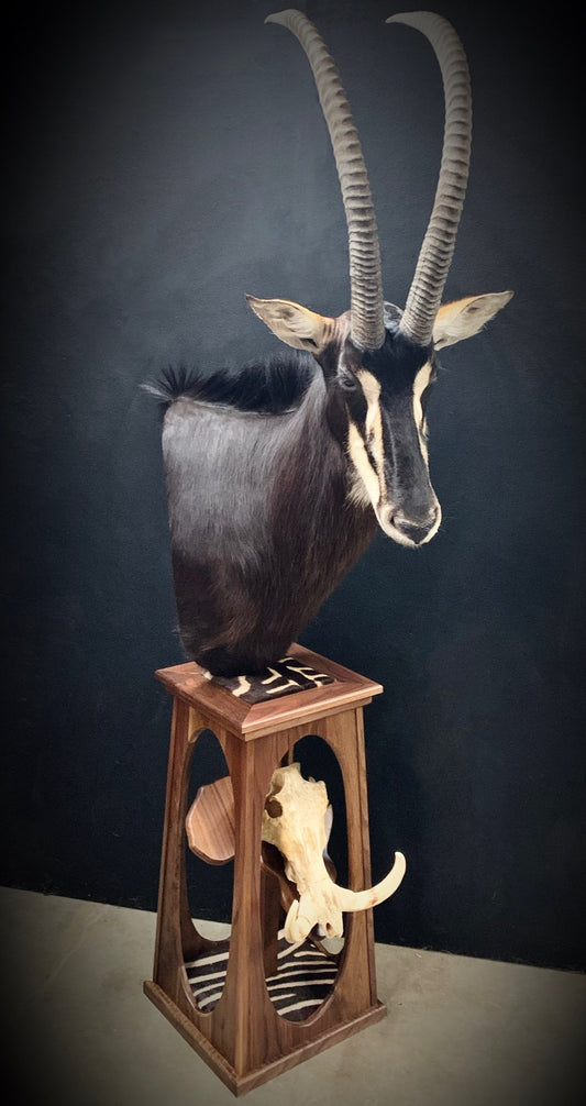 Taxidermy - 10