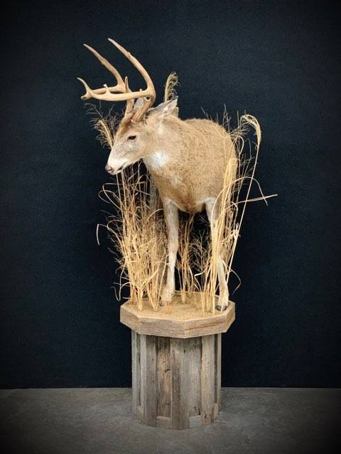 Taxidermy - 24