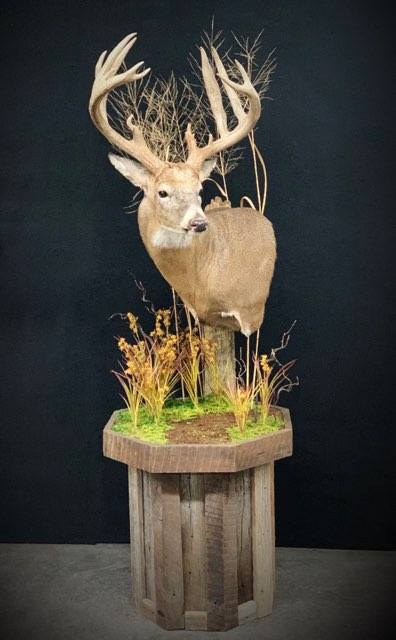 Taxidermy - 25