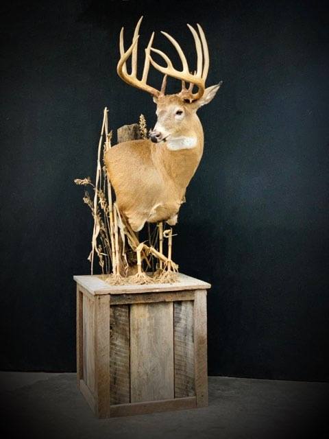 Taxidermy - 26