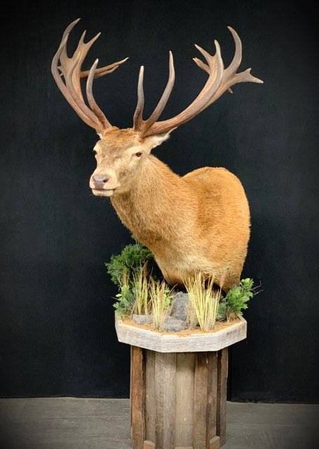 Taxidermy - 27