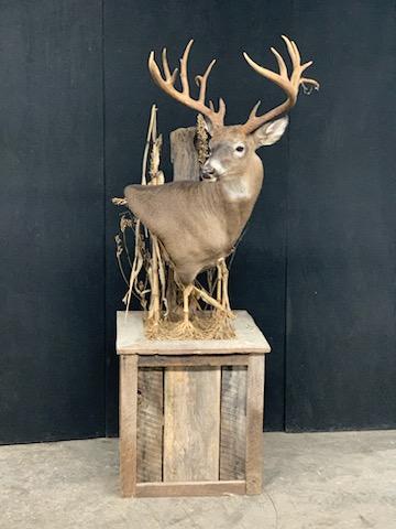 Taxidermy - 28