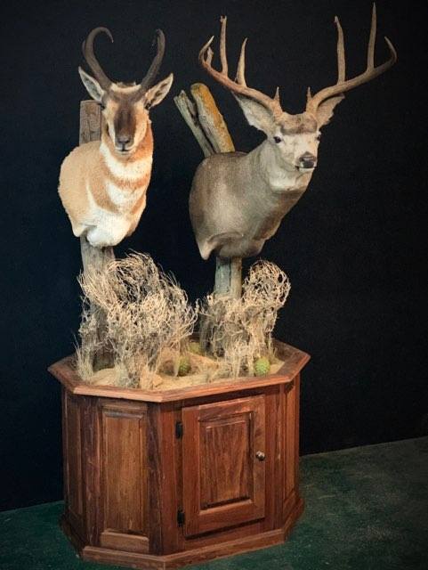 Taxidermy - 29