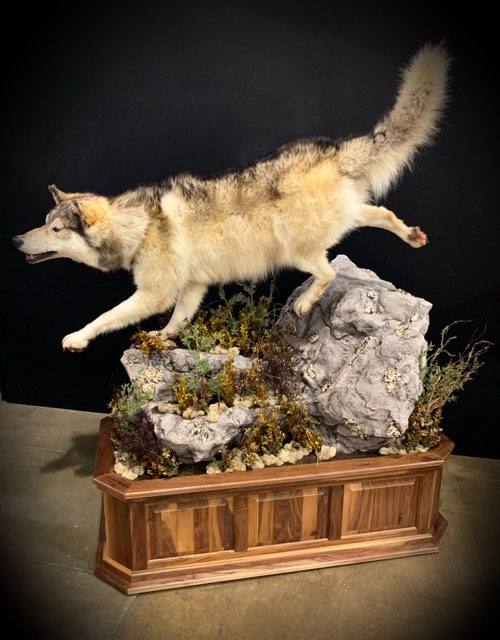 Taxidermy - 31