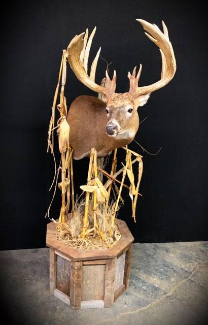 Taxidermy - 32