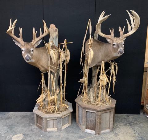 Taxidermy - 33