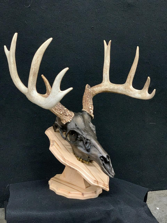 Taxidermy - 34