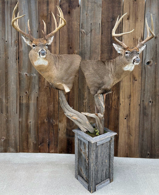 Taxidermy - 35