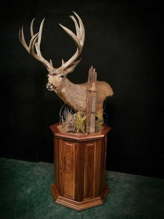 Taxidermy - 11