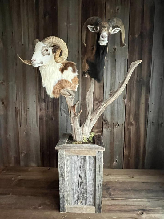 Taxidermy - 13