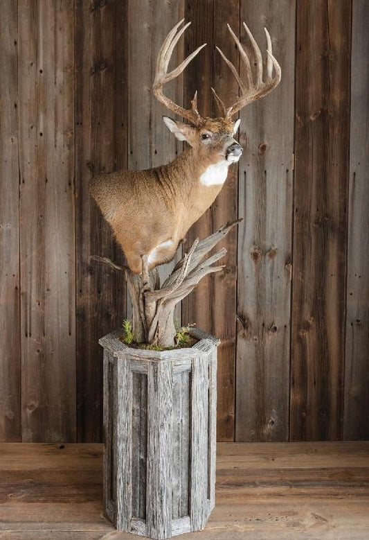 Taxidermy - 14